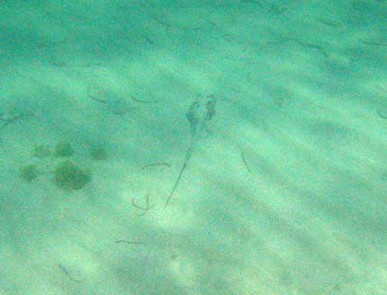 Ray hidden in the seabed sand