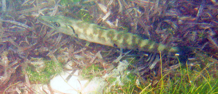 Yet another barracuda