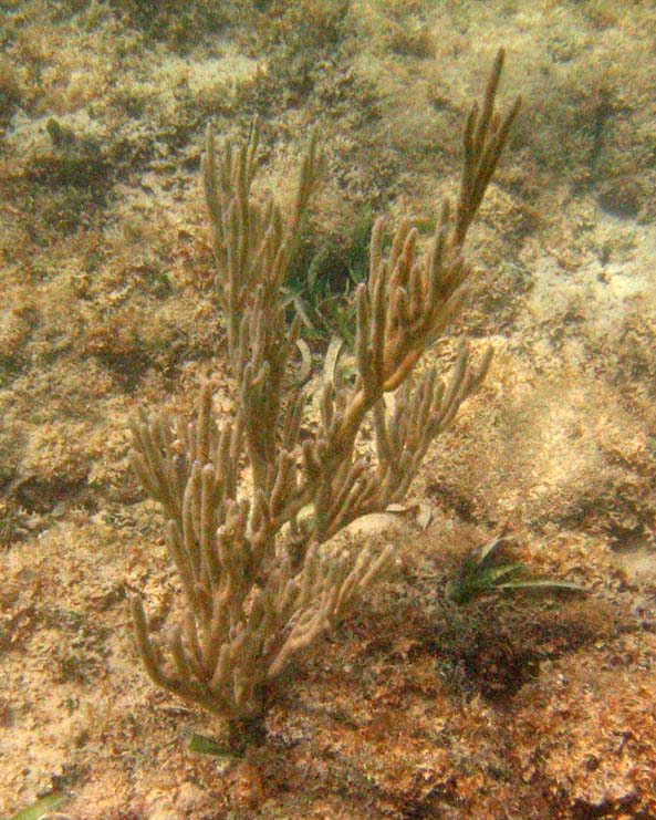 Branched coral