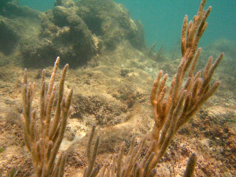Under water at La Chata picture 10575