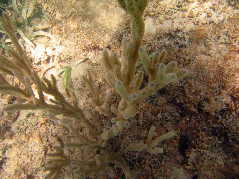 Under water at La Chata picture 10576