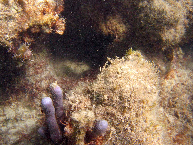 Under water at La Chata picture 10580