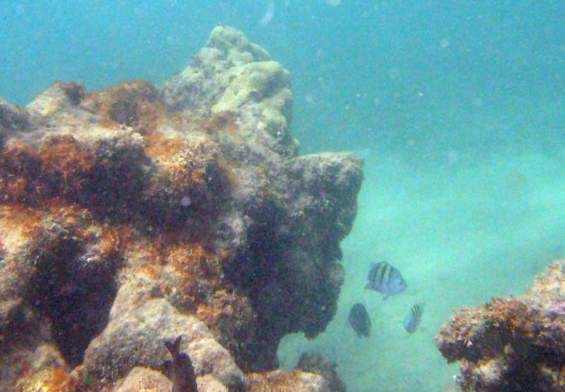 Under water at La Chata picture 10581