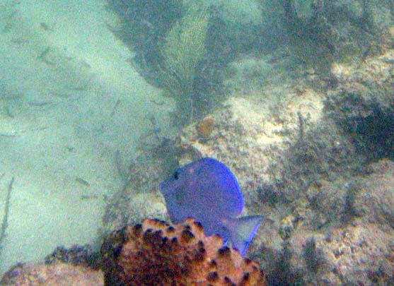 Under water at La Chata picture 10582