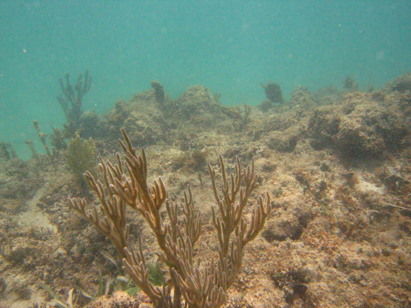 Under water at La Chata picture 10584
