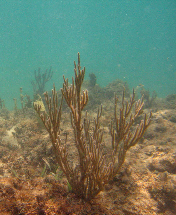 Under water at La Chata picture 10585
