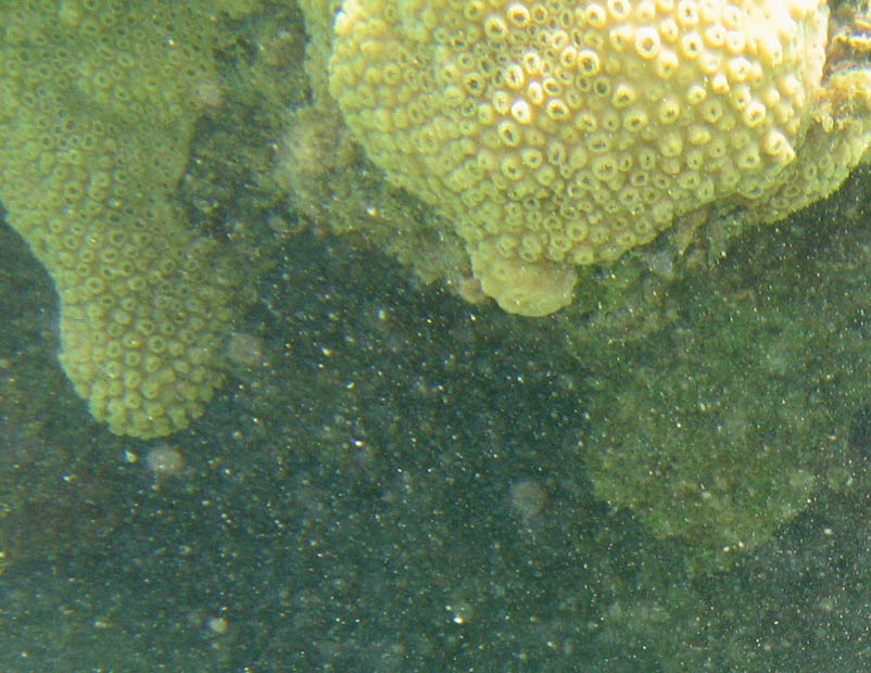 Under water at La Chata picture 10586