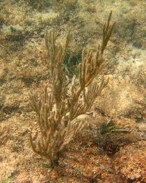 Branched coral (July 2006) Branched coral (July 2006)