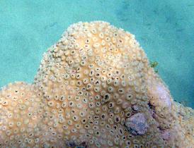 Polypy na korale zblízka (Júl 2006)