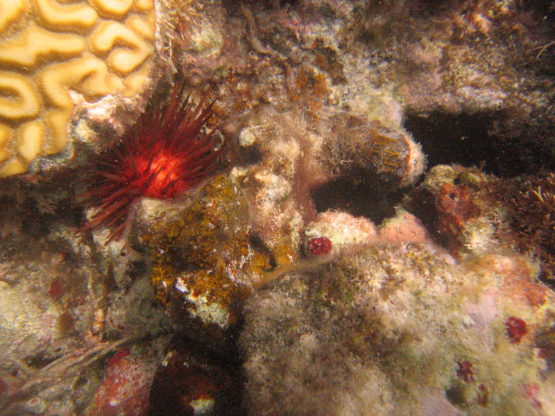 Under water at La Plata beach picture 10650