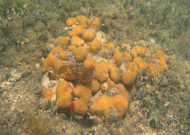 A grouper fish watching  the coral reef