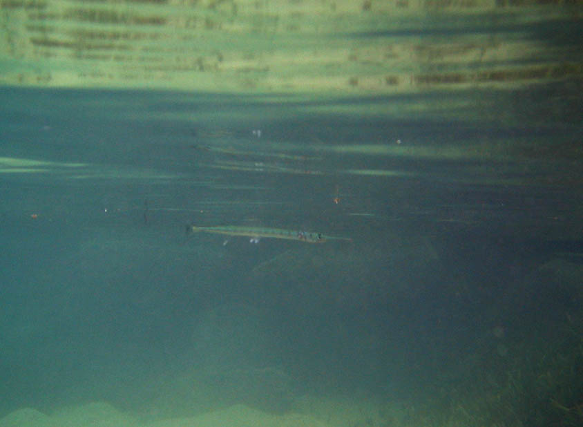 Lot of needlefish right under the surface