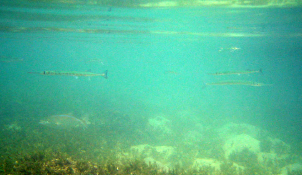 Pod vodou pri Mosquito Pieri obrzok 10531