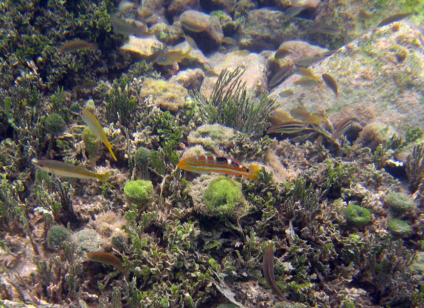 Under water near Mosquito Pier picture 10534