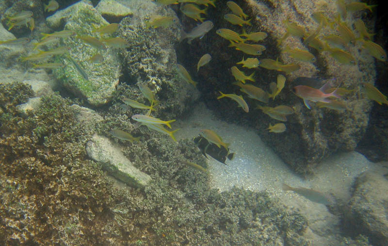 Under water near Mosquito Pier picture 10540