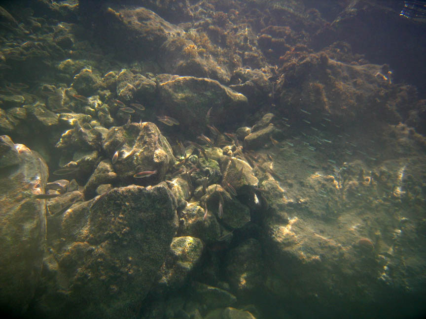 Under water near Mosquito Pier picture 10541