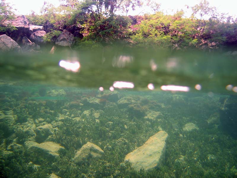 Needlefish under the surface