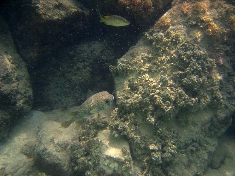 Under water near Mosquito Pier picture 10528