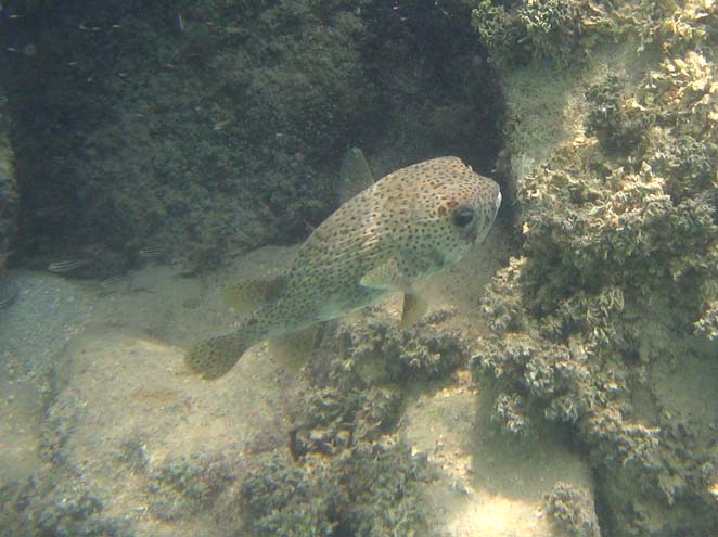 Spot-fin porcupinefish