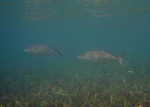 Under water near Mosquito Pier (July 2006) Under water near Mosquito Pier (July 2006)
