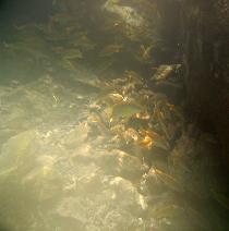 Under water near Mosquito Pier (July 2006) Under water near Mosquito Pier (July 2006)