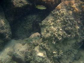 Under water near Mosquito Pier (July 2006) Under water near Mosquito Pier (July 2006)