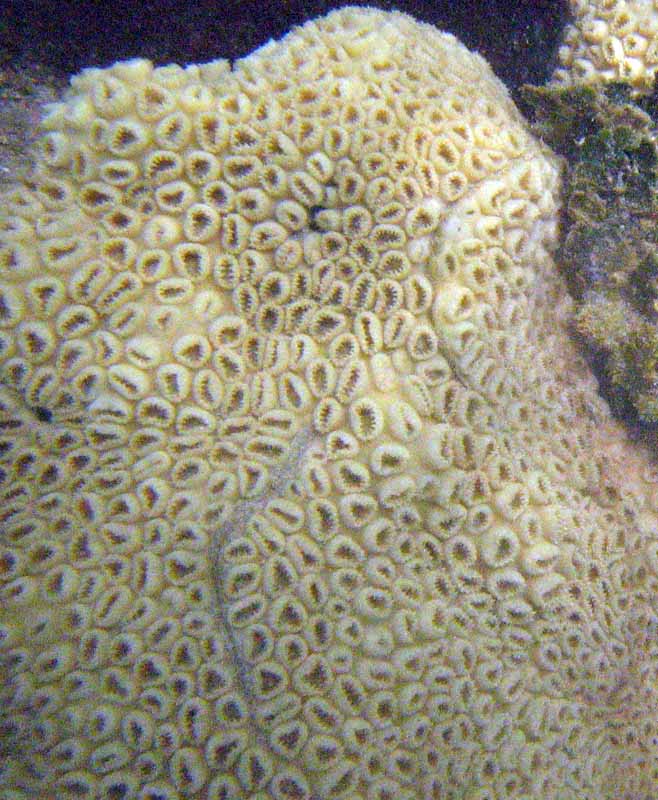 Close look to a boulder star coral - clearly visible individual polyps. (July 2006)