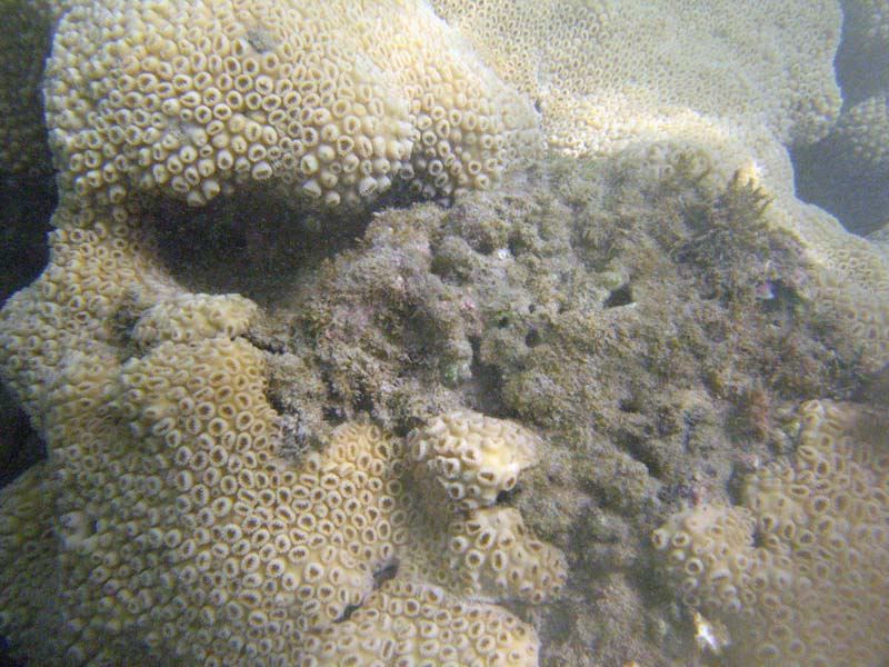 Under water near Isabel Segunda picture 9430