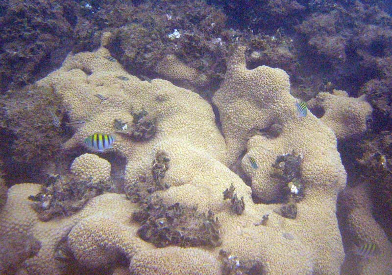 Tiny little sergeant fish above a white coral