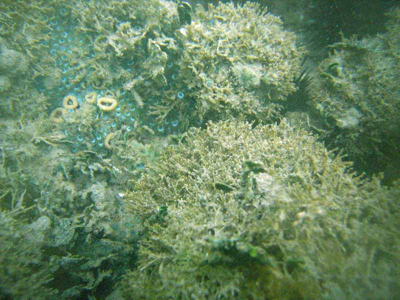 Corals in Atlantic near Playa Muerta picture 9432