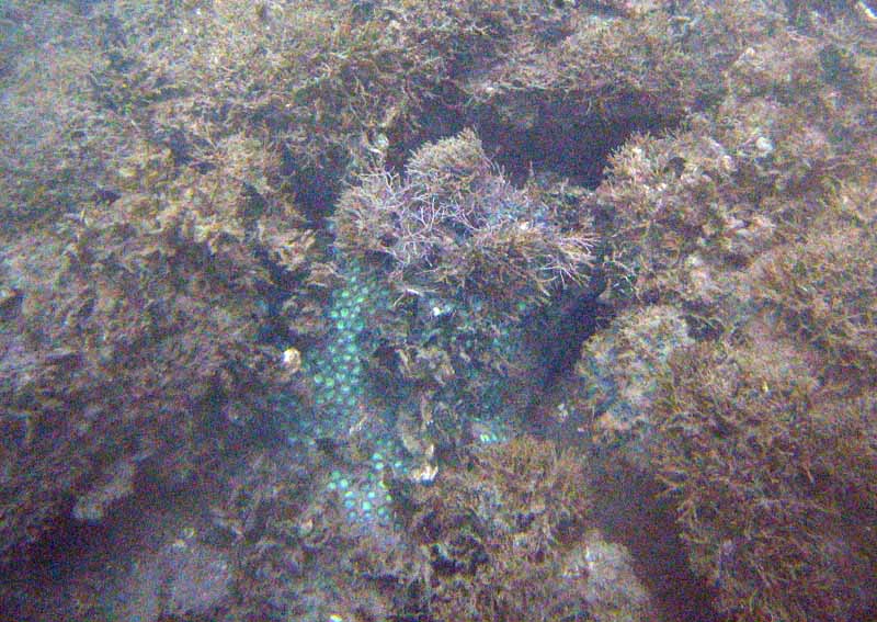 Corals in Atlantic near Playa Muerta picture 9433