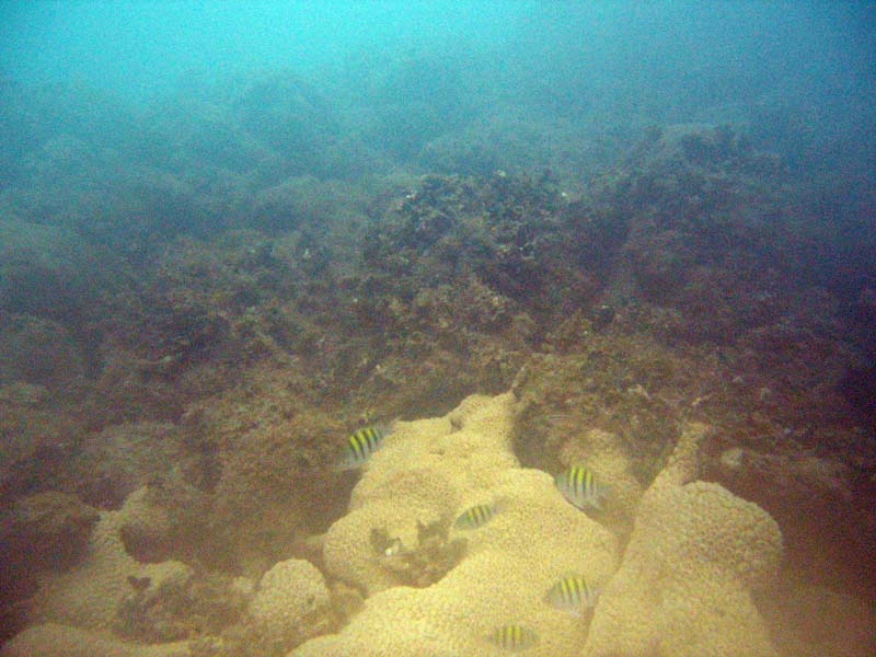 Corals in Atlantic near Playa Muerta picture 9434