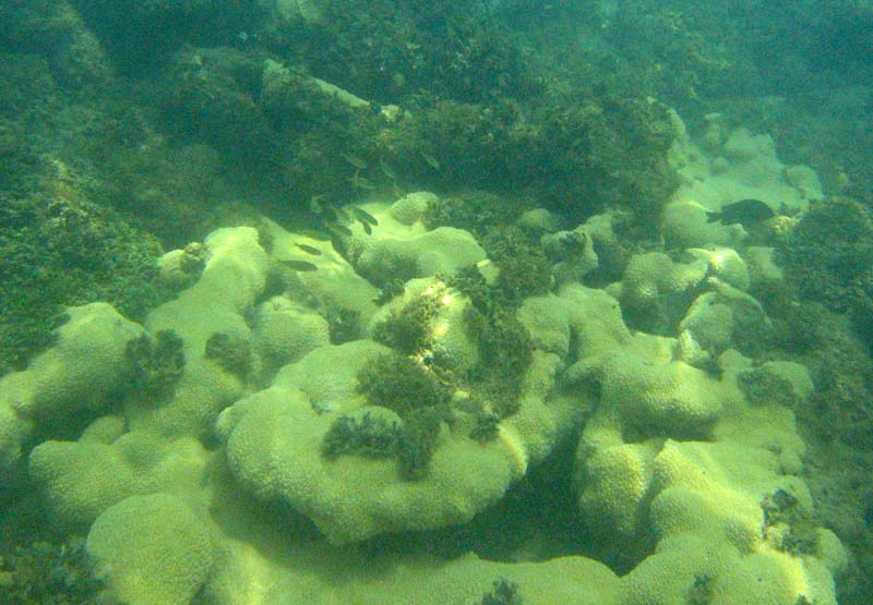 Corals in Atlantic near Playa Muerta picture 9436