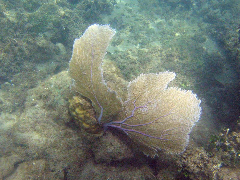 Corals in Atlantic near Playa Muerta picture 9437