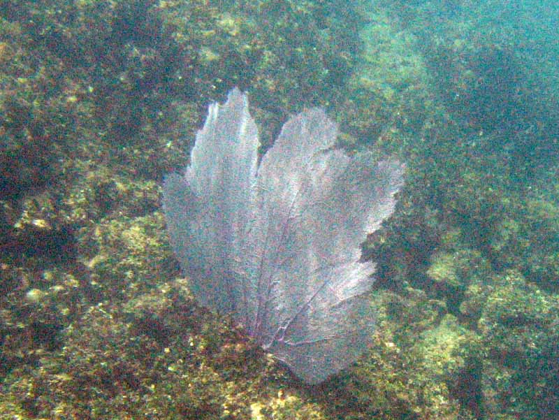 Corals in Atlantic near Playa Muerta picture 9424