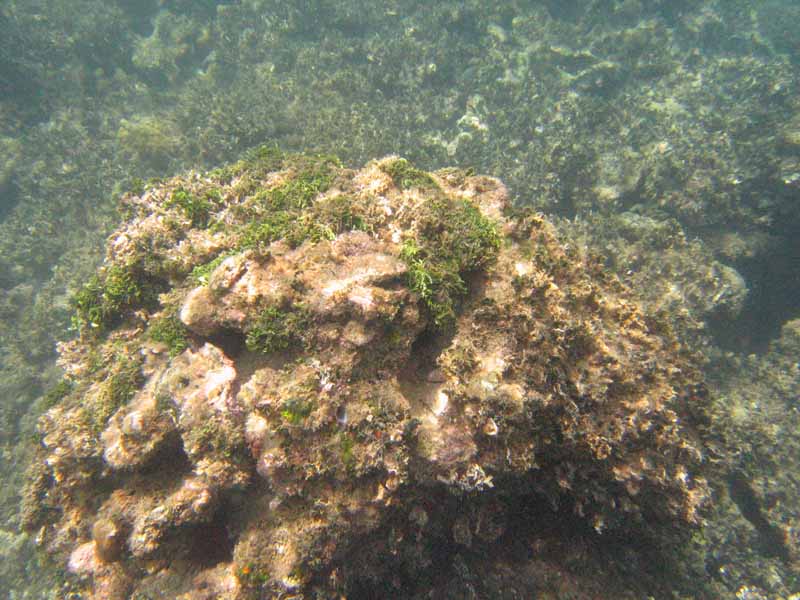 Corals in Atlantic near Playa Muerta picture 9425