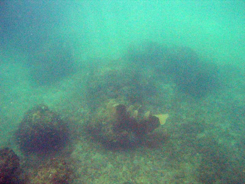 Corals in Atlantic near Playa Muerta picture 9426