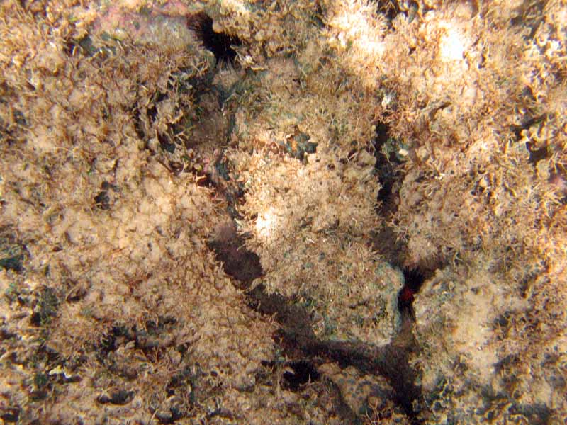 Corals in Atlantic near Playa Muerta picture 9427