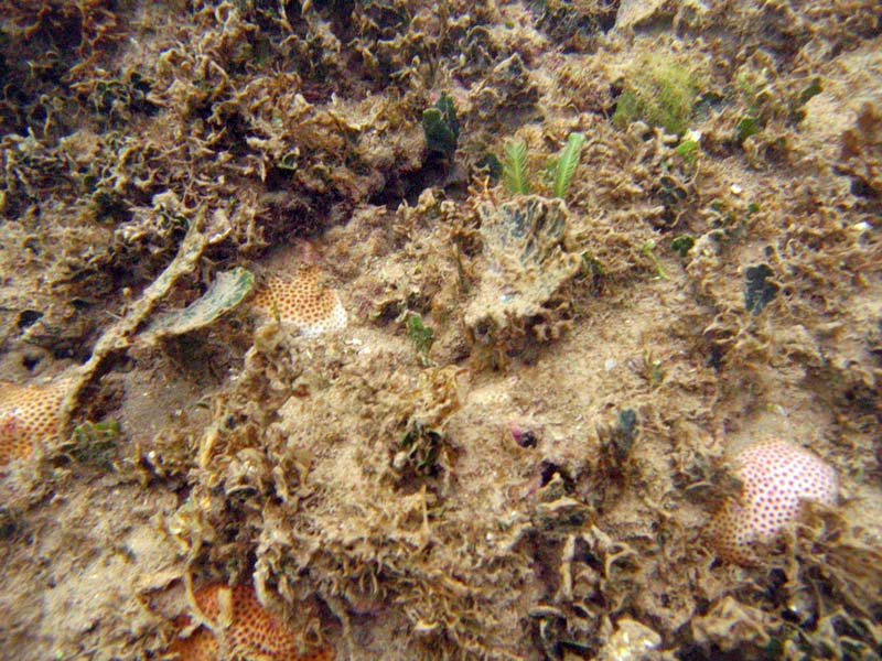 Corals in Atlantic near Playa Muerta picture 9428