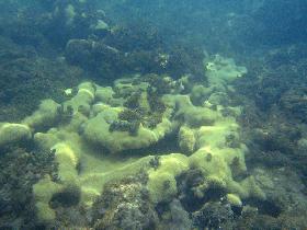 Corals in Atlantic near Playa Muerta (July 2006) Corals in Atlantic near Playa Muerta (July 2006)
