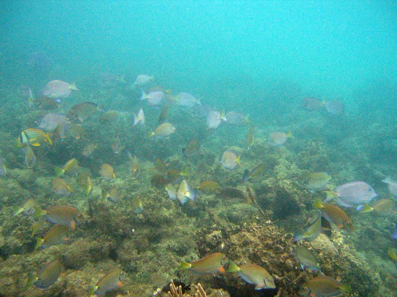 Under water near Isabel Segunda picture 9442