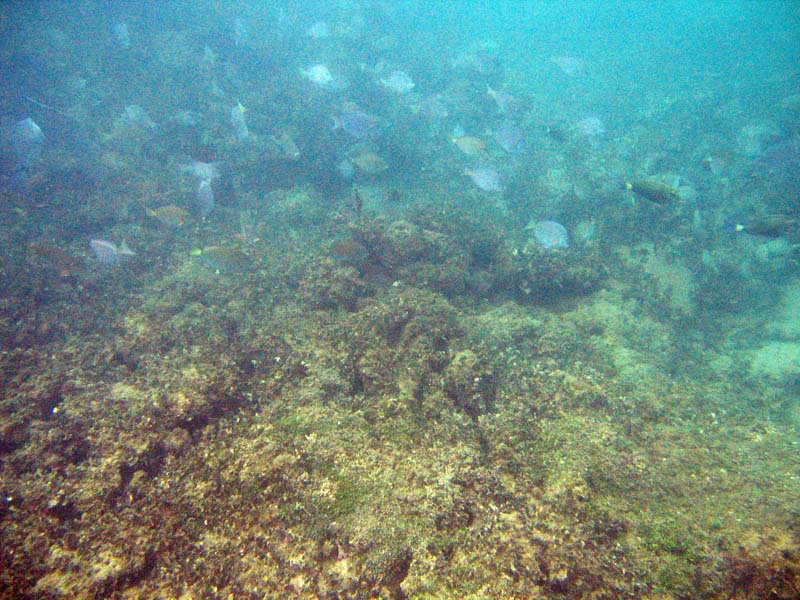 Ocean fish near Isabel Segunda picture 9443