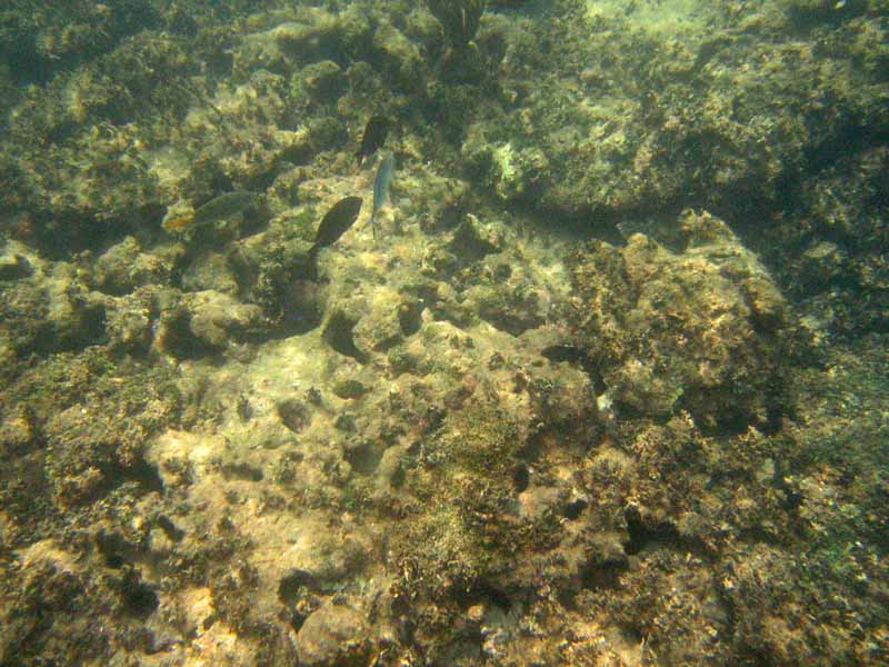 Ocean fish near Isabel Segunda picture 9444