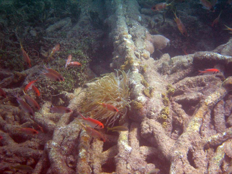 Under water aroud the old pier in Esperanza (July 2006)