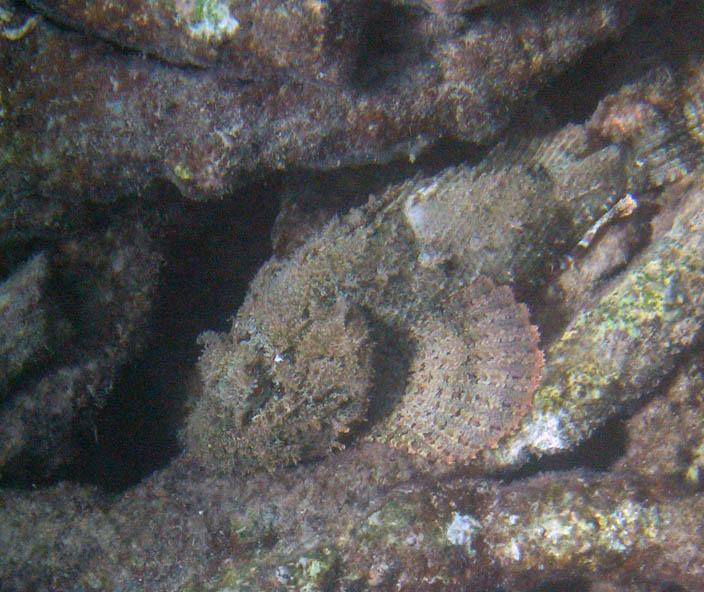 Atlantic scorpionfish... (July 2006)