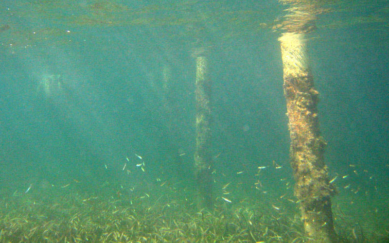 Under water aroud the old pier in Esperanza picture 10555