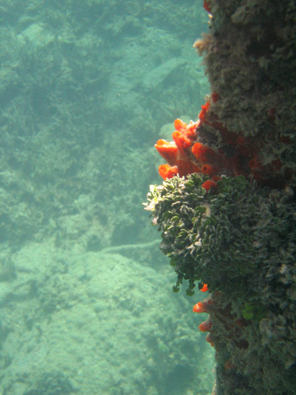 Under water aroud the old pier in Esperanza picture 10557