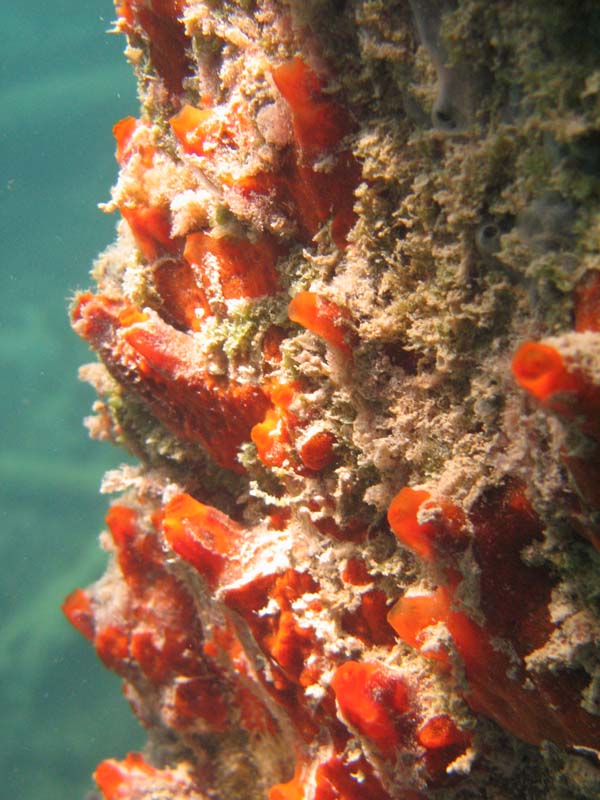 Under water aroud the old pier in Esperanza picture 10558