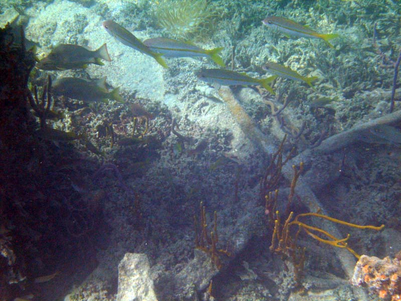 Under water aroud the old pier in Esperanza picture 10559