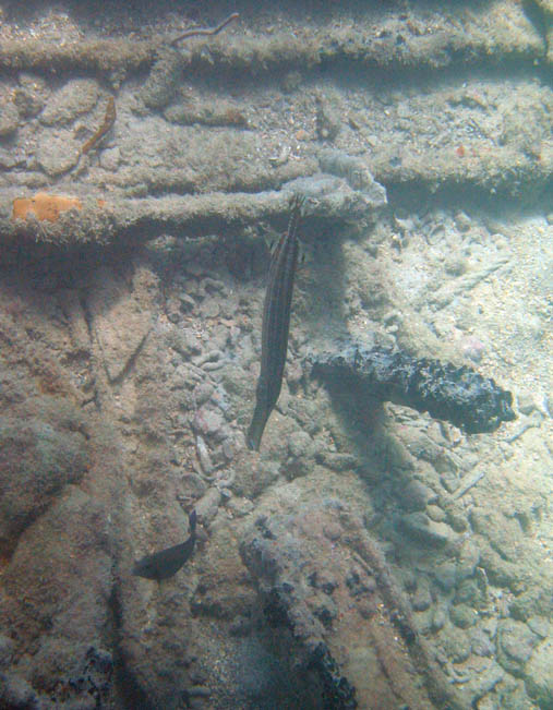 Under water aroud the old pier in Esperanza picture 10561